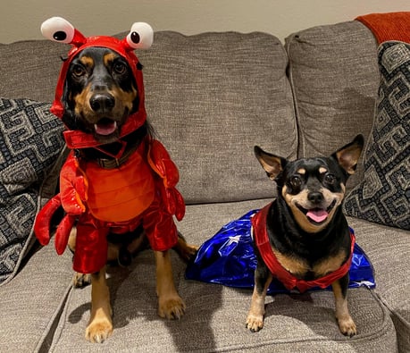 Sasha the lobster and Lola as Wonder Woman from Louisa Ayrapetyan-1